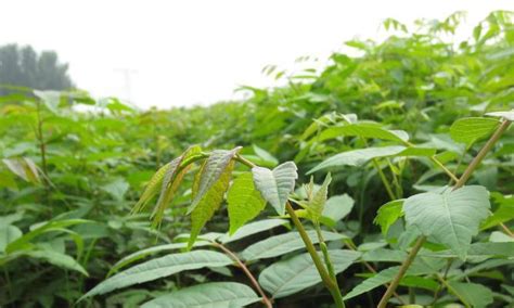 香椿树的种植|香椿树种植应该注意什么？